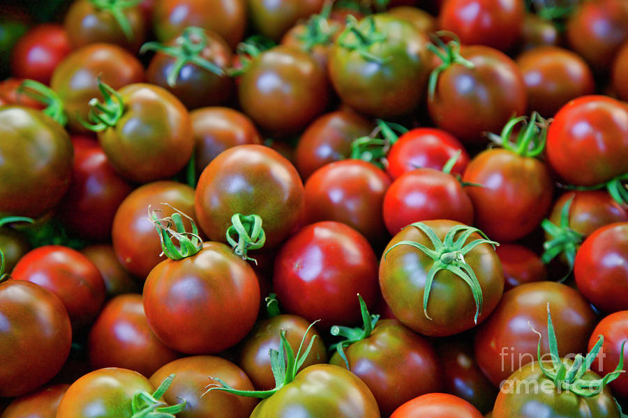 Chocolate Tomatoes Photograph by Bruce Block