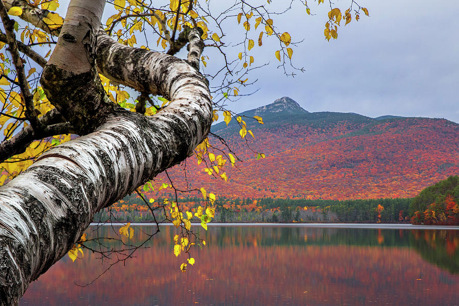 Fall Photograph - Chocorua Lake Birch by White Mountain Images