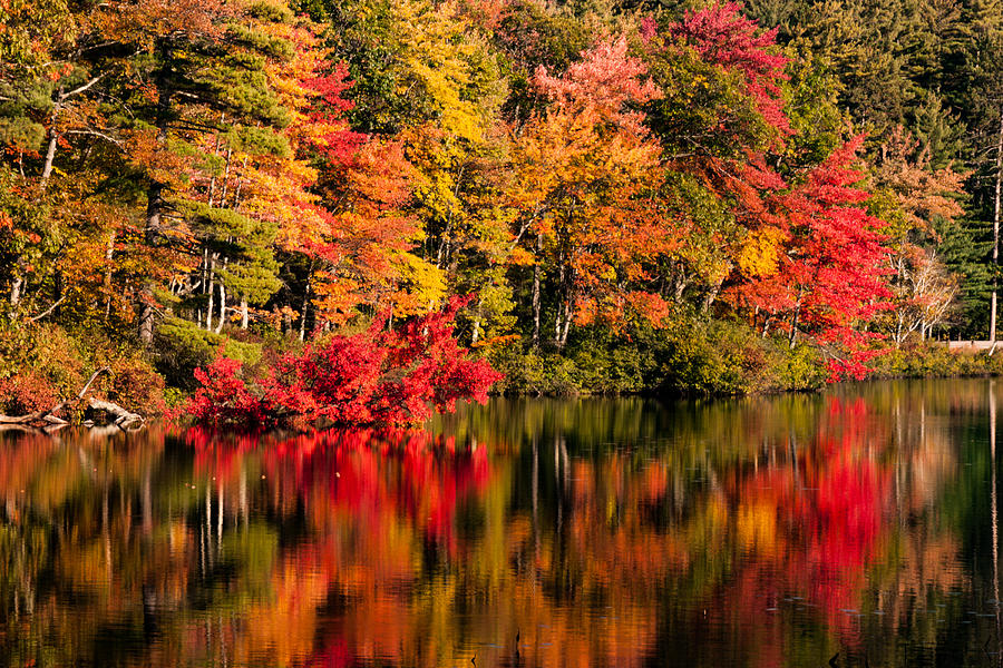 Chocorua pond in fall foliage Photograph by Jeff Folger