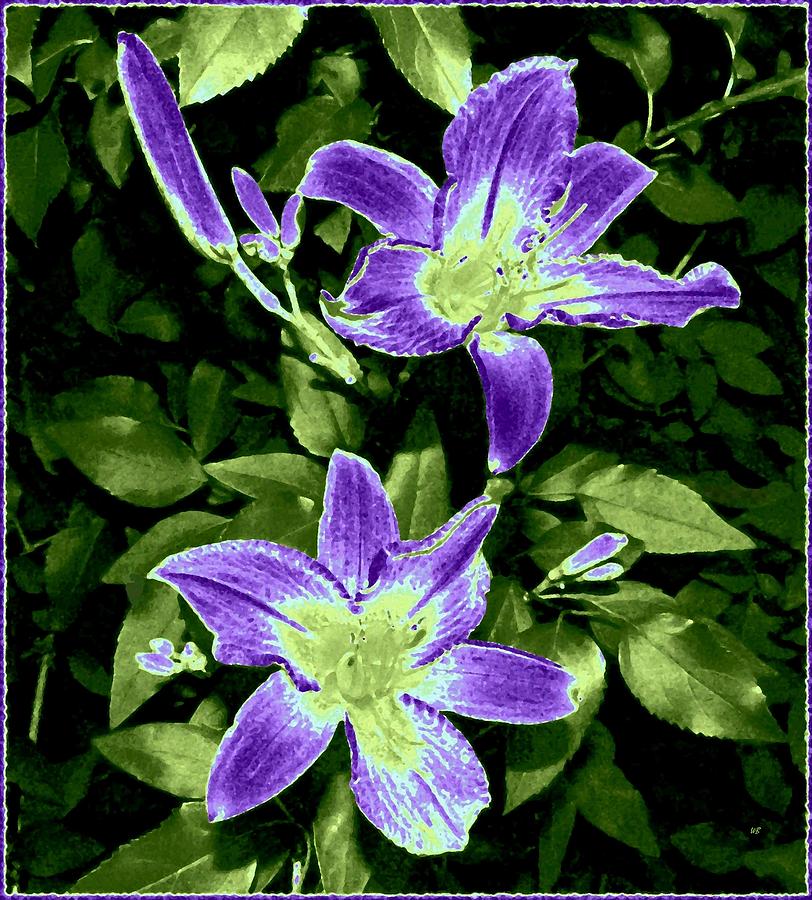 Choice Purple Lilies Digital Art by Will Borden