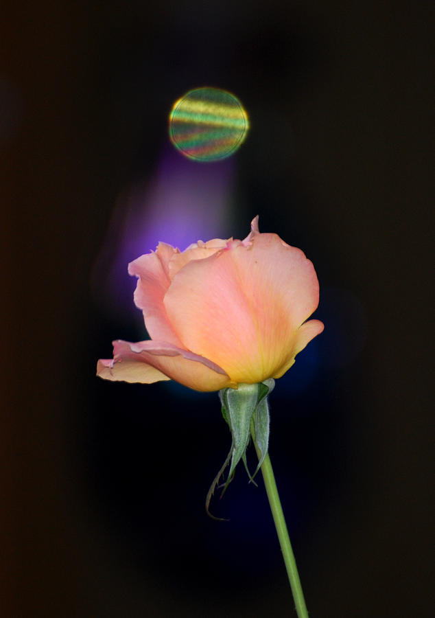 Choice Rose Photograph by Robbie L Rogers