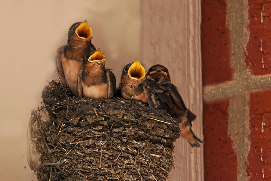 Bird Photograph - Choir Practice by Mark Alder