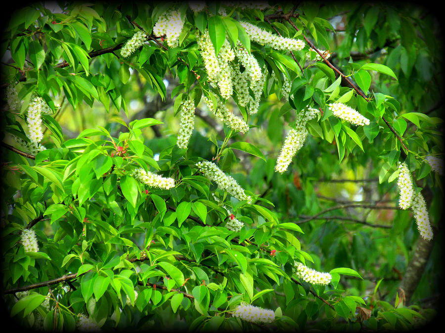 Choke Cherry Bloom Photograph by Lesli Sherwin Fine Art America