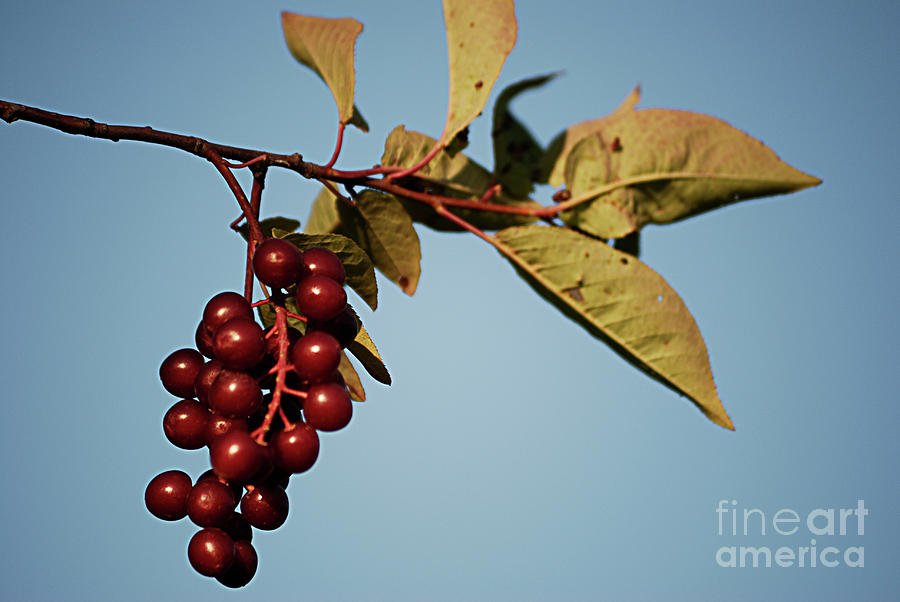 Fruit Photograph - Choke Cherry by Randy Bodkins