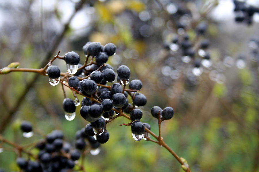 Chokeberries and Raindrops Photograph by Valerie Collins