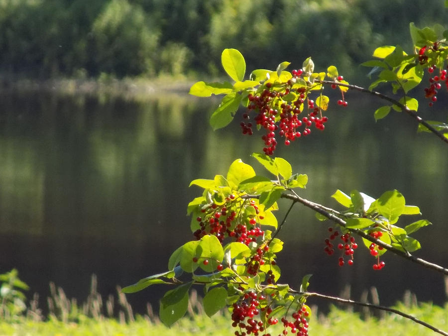 Chokecherries With River Bokeh Photograph by William Tasker - Fine Art ...