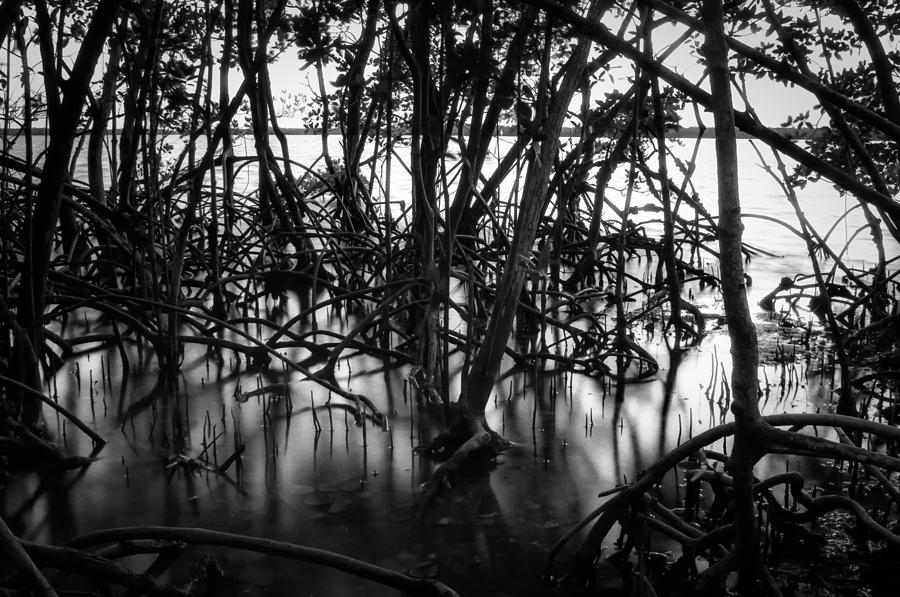 Nature Photograph - Chokoloskee Mangroves by Richard Leighton
