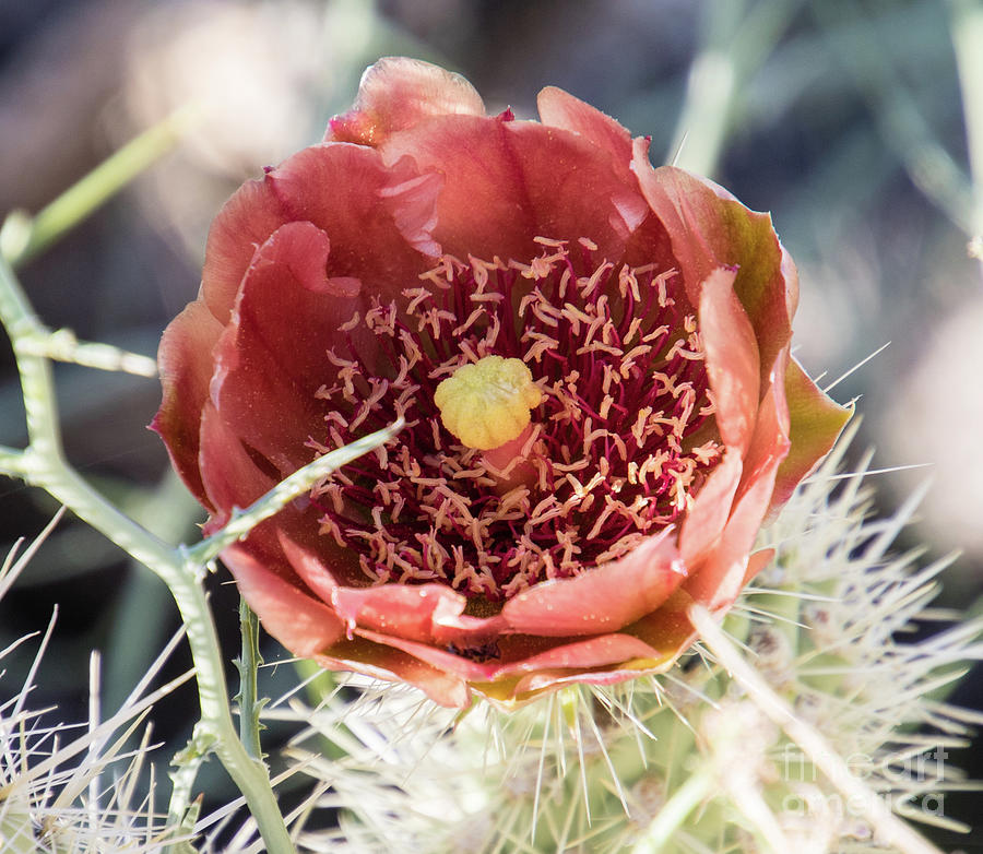 Desert Flowers Photograph - Cholla   A9288-2 by Stephen Parker