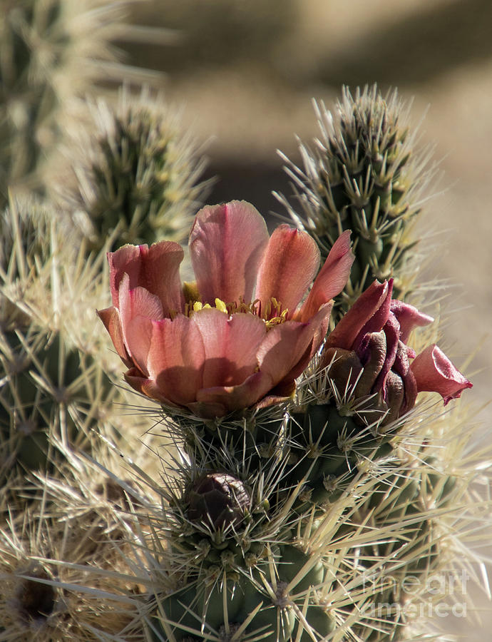 Cholla Photograph - Cholla A9291-2 by Stephen Parker