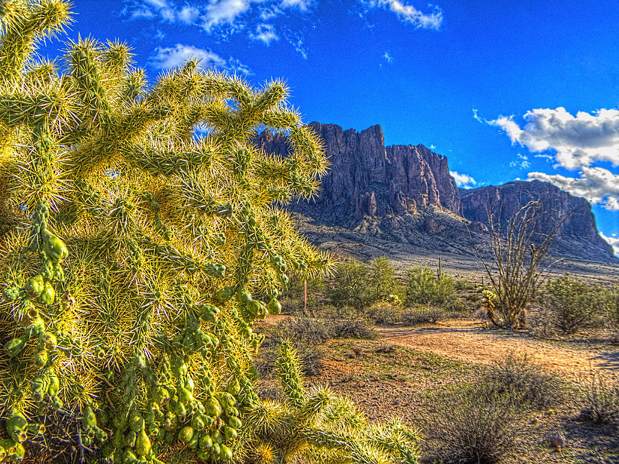 Cholla among the Superstition Mountains Photograph by Roger Passman