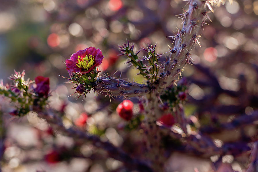 Cholla Blossom Bokeh Photograph by Dennis Swena