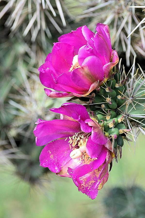 Flower Photograph - Cholla Blossoms by Jacqui Binford-Bell