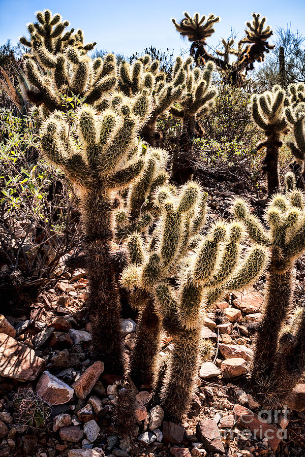 Cholla Cacti Photograph by Lawrence Burry