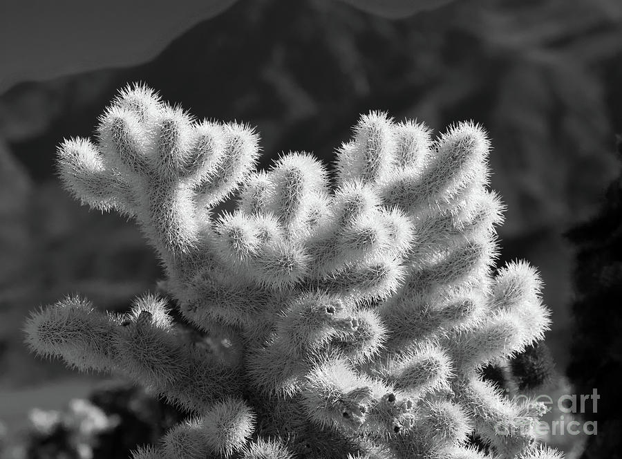 Cholla Cactus #1 Photograph by Blake Webster