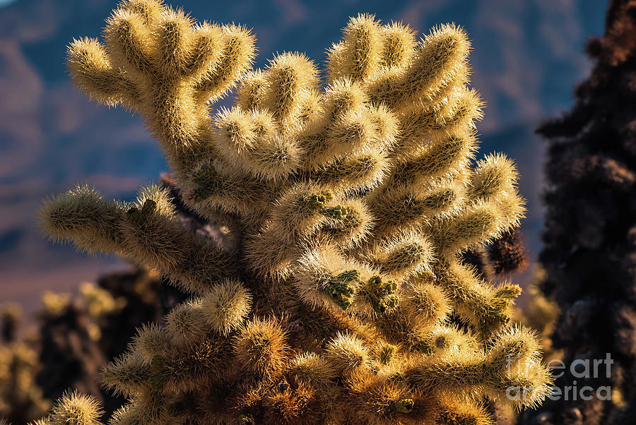 Cholla Cactus #2 Joshua Tree National Park Photograph by Blake Webster