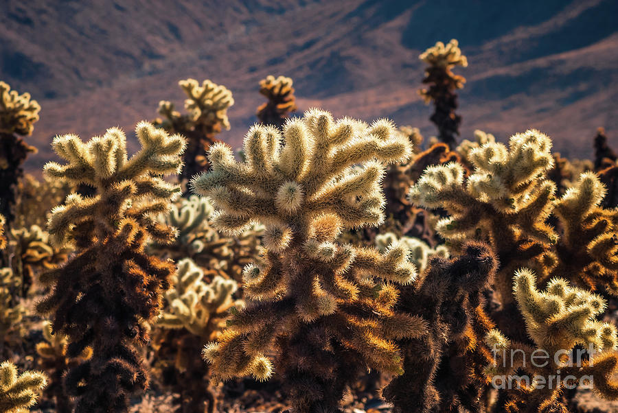 Cholla Cactus #3 Joshua Tree National Park Photograph by Blake Webster