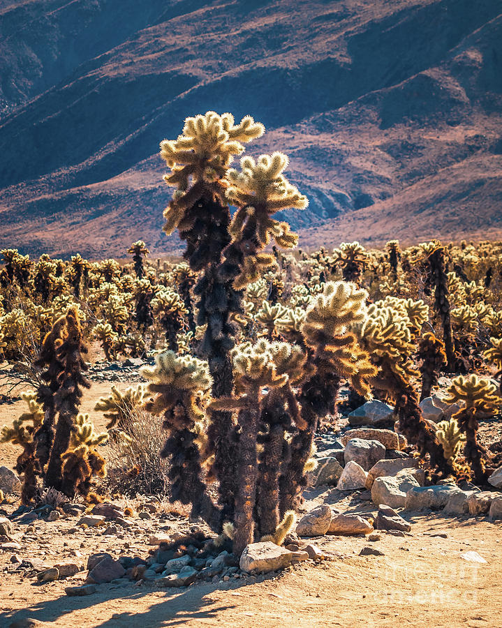 Cholla Cactus #4 Joshua Tree National Park Photograph by Blake Webster