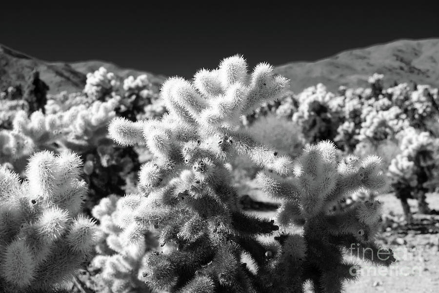 Cholla Cactus #5 Joshua Tree National Park Photograph by Blake Webster