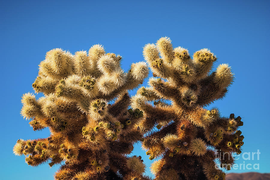 Cholla Cactus #6 Joshua Tree National Park Photograph by Blake Webster