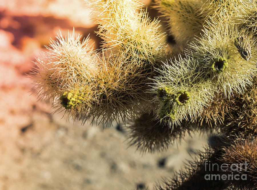 Cholla Cactus #8 Joshua Tree National Park Photograph by Blake Webster