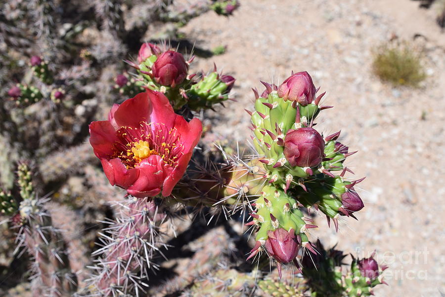 Cholla Cactus blooms Photograph by Jerry Bokowski