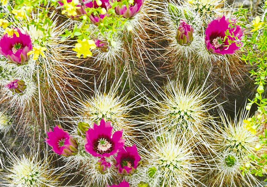Flower Photograph - Cholla Cactus Blooms by Judy Kennedy