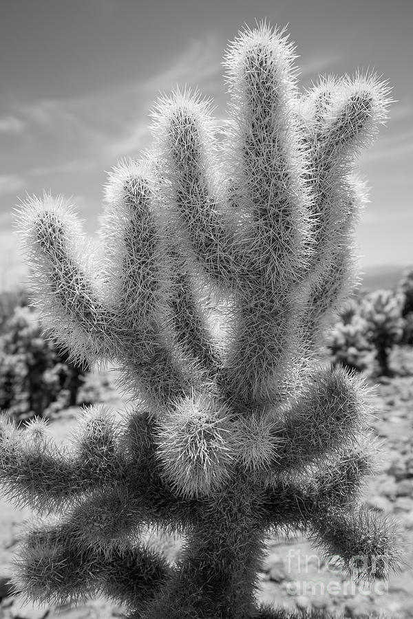 Cholla Cactus BW Photograph by Michael Ver Sprill