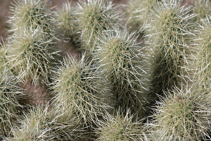 Cholla Cactus  Photograph by Christy Pooschke