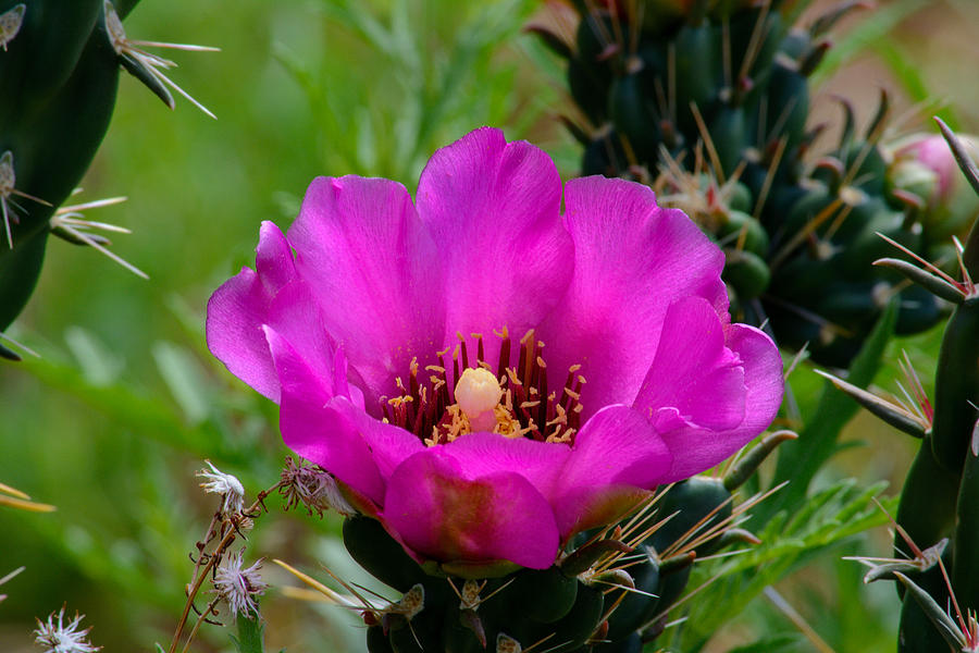 Nature Photograph - Cholla Cactus Flower by Tikvahs Hope