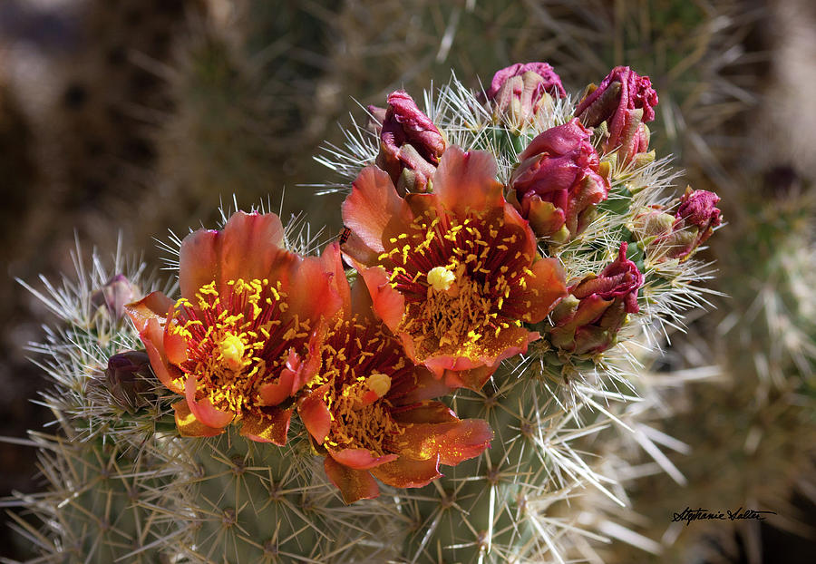 Cholla Cactus Flowers by Stephanie Salter Cholla Cactus Flowers by Stephanie Salter