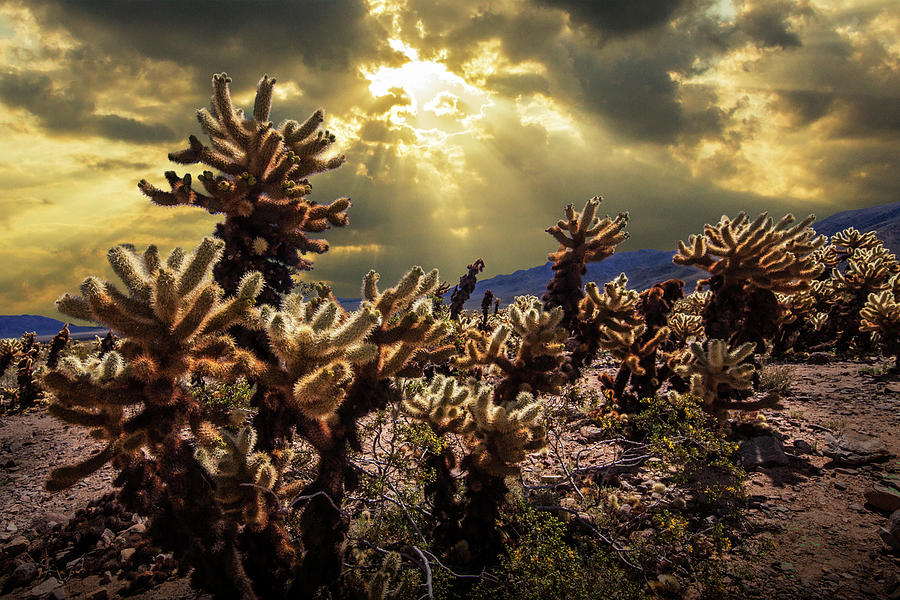 Cholla Cactus Garden Bathed In Sunlight In Joshua Tree National Park Photograph