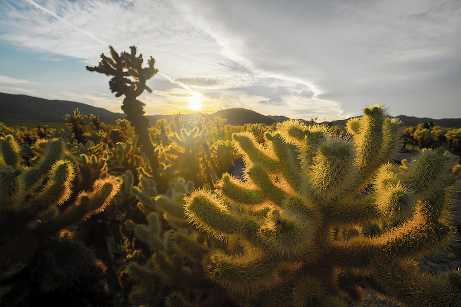 Cholla Cactus Garden, Joshua Tree National Park, CA Photograph by Ryan Kelehar