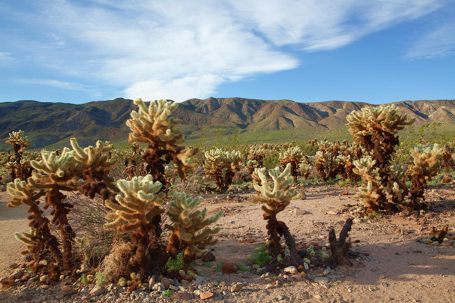 Cholla Cactus Garden - Joshua Tree National Park Photograph by Ram Vasudev