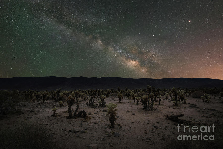 Cholla Cactus Garden Milky Way  Photograph by Michael Ver Sprill