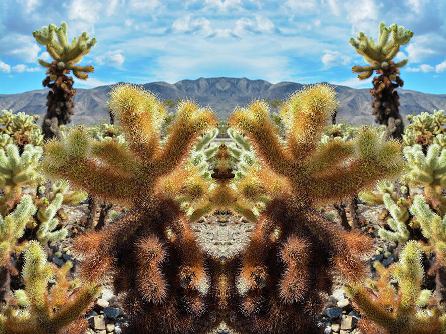 Cholla Cactus Garden Mirror Photograph by Kyle Hanson
