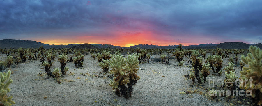 Cholla Cactus Garden Sunset Panorama  Photograph by Michael Ver Sprill