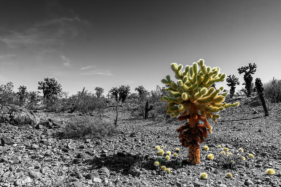 Cholla Cactus Photograph by Harold Coleman