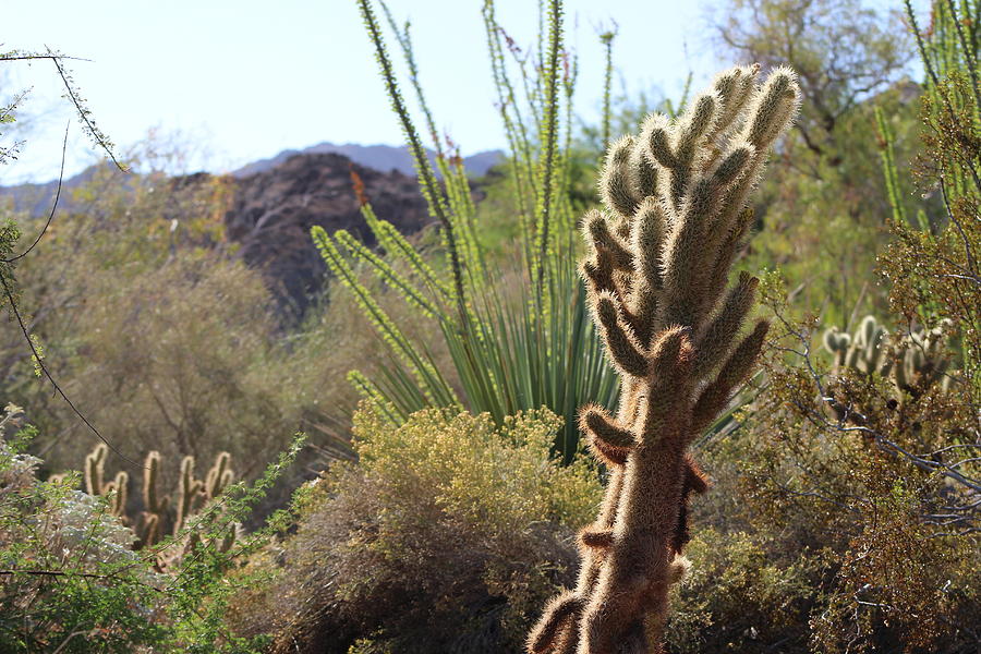 Cholla Cactus in Foreground of Desert Scene Photograph by Colleen Cornelius