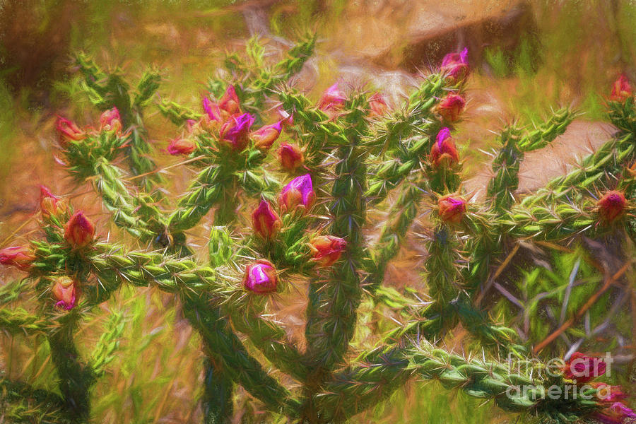 Flower Photograph - Cholla Cactus by Jon Burch Photography