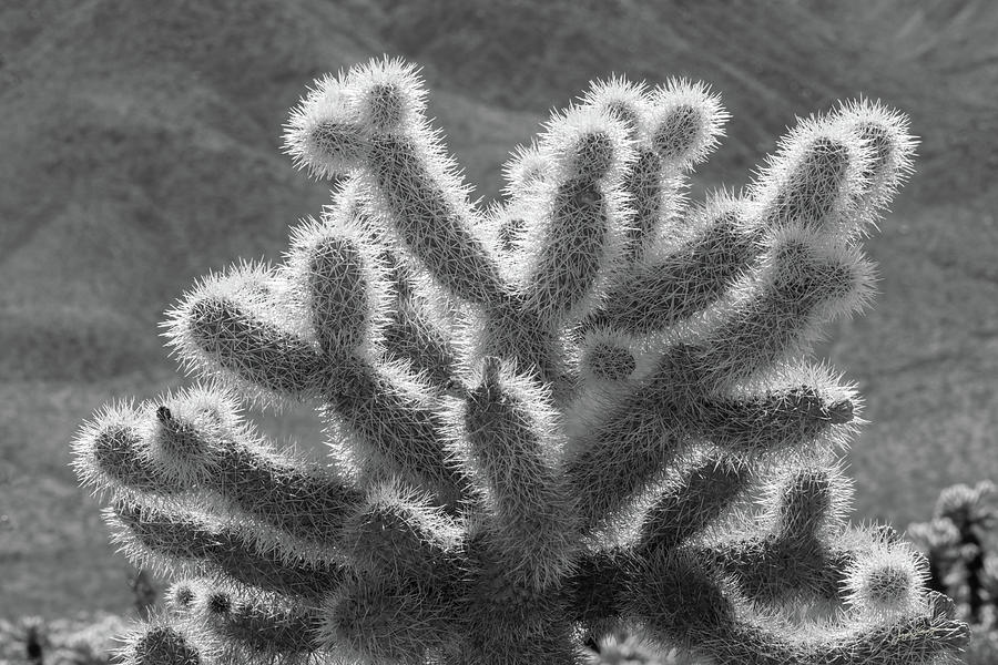 Cholla Cactus Photograph by Jurgen Lorenzen