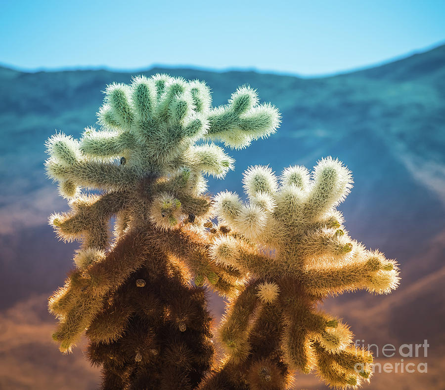 Cholla Cactus Late Afternoon Photograph by Blake Webster