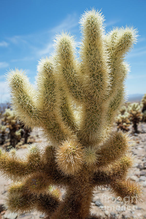 Cholla Cactus  Photograph by Michael Ver Sprill