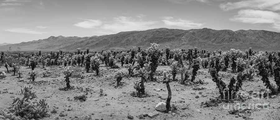 Cholla Cactus Pano BW  Photograph by Michael Ver Sprill
