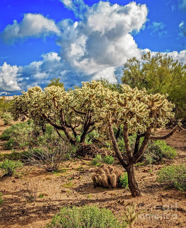 Cholla Cactus Photograph by Robert Bales