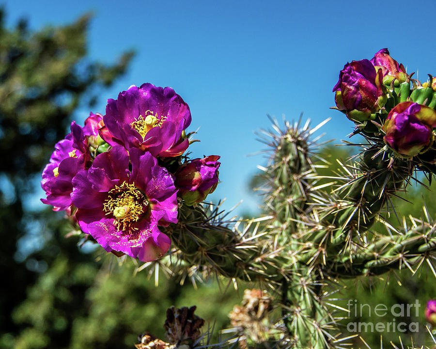 Cholla Cactus Photograph by Stephen Whalen