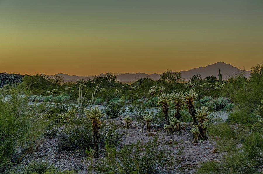 Cholla desert sunset Photograph by Gaelyn Olmsted