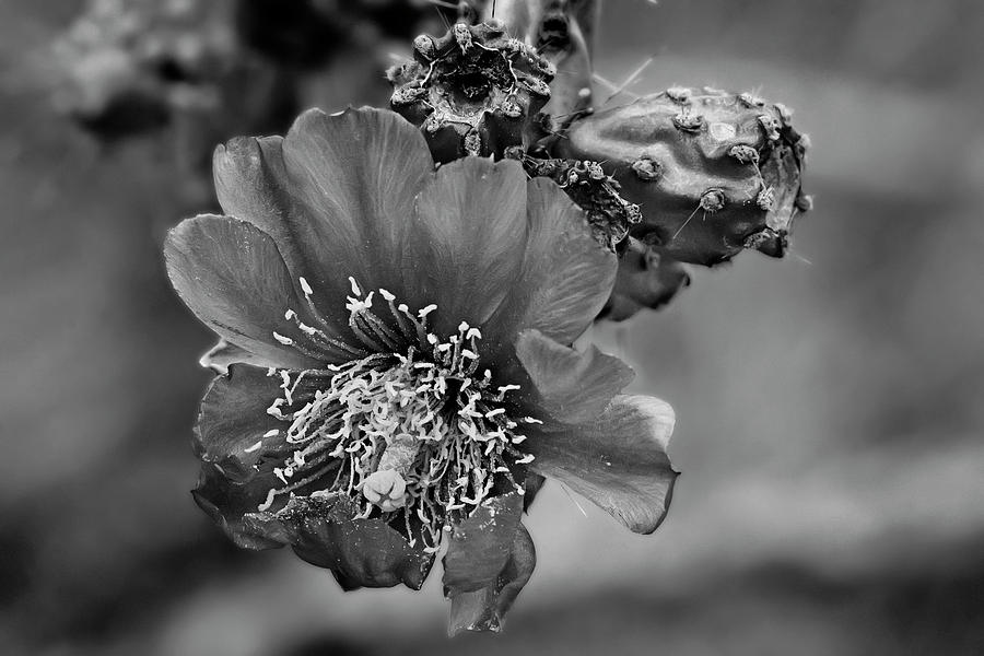 Black And White Photograph - Cholla Flower h61 by Mark Myhaver