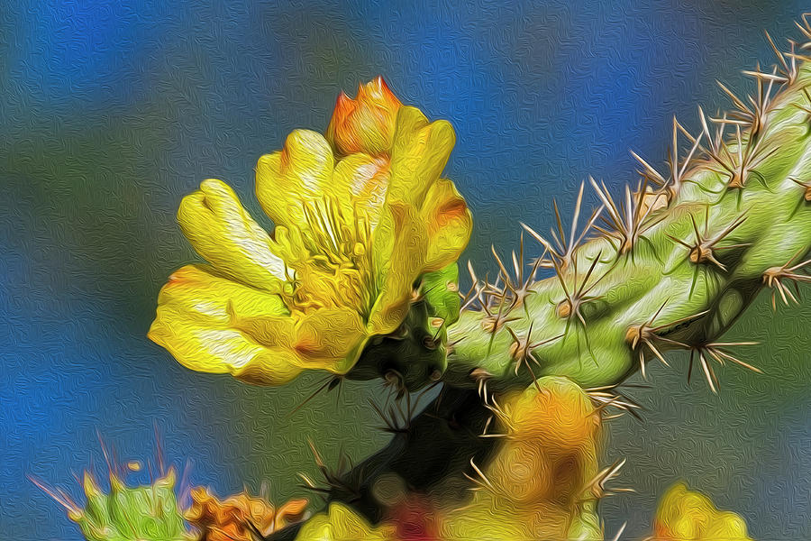 Nature Photograph - Cholla Flower op41 by Mark Myhaver