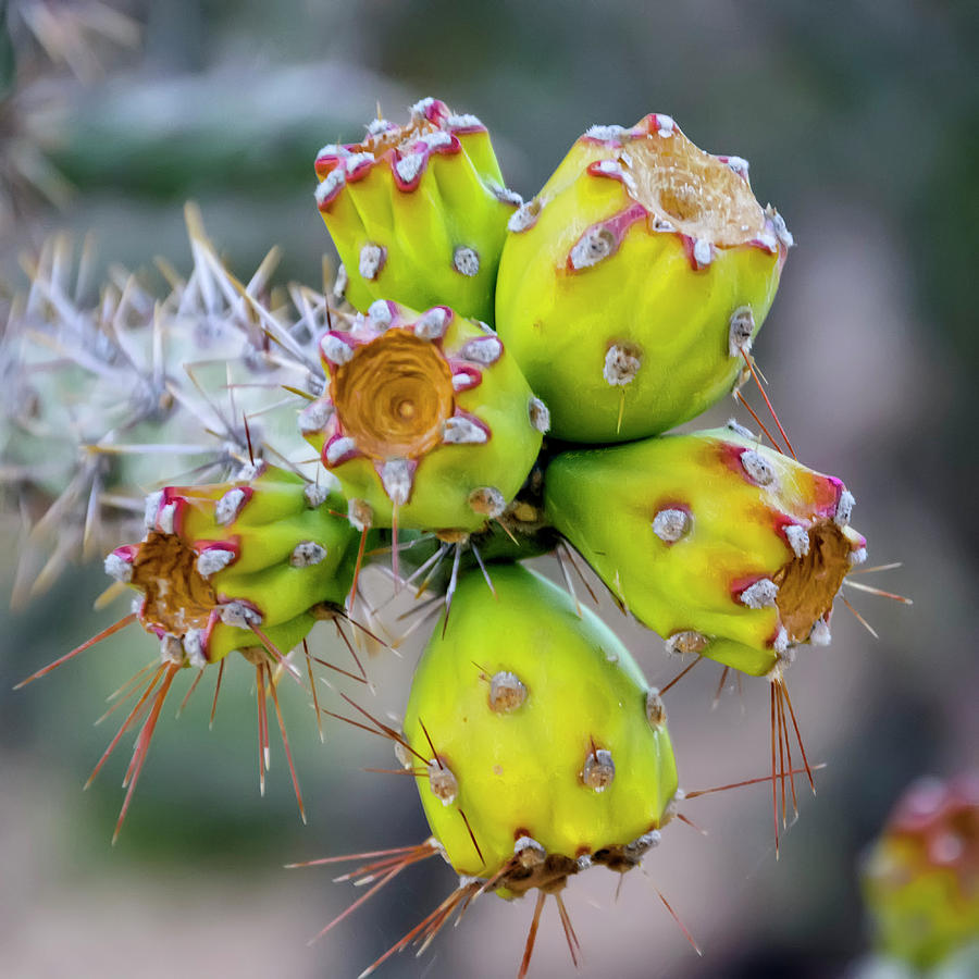 Cholla Fruit s48 Photograph by Mark Myhaver