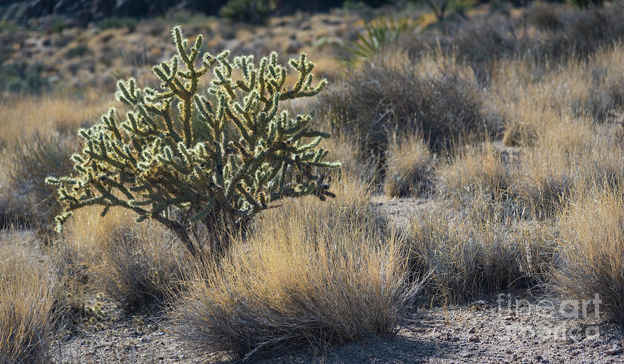 Cholla and Matchweed in autumn afternoon light Photograph by Jeff Hubbard
